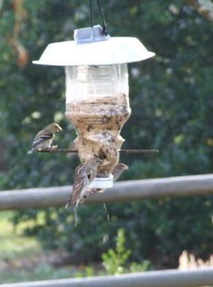 birds at feeder